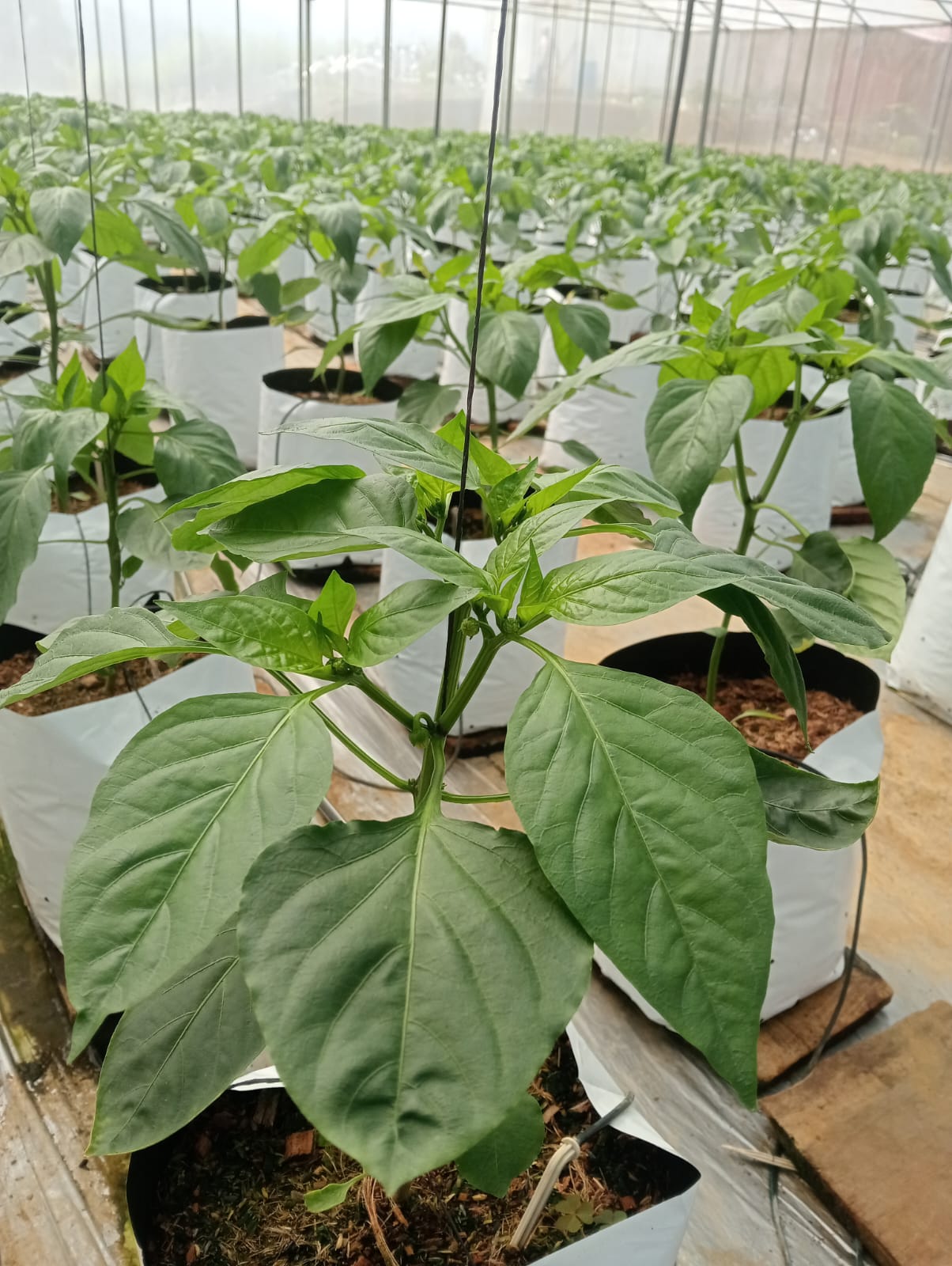 Farmax greenhouse and bell pepper photo 78