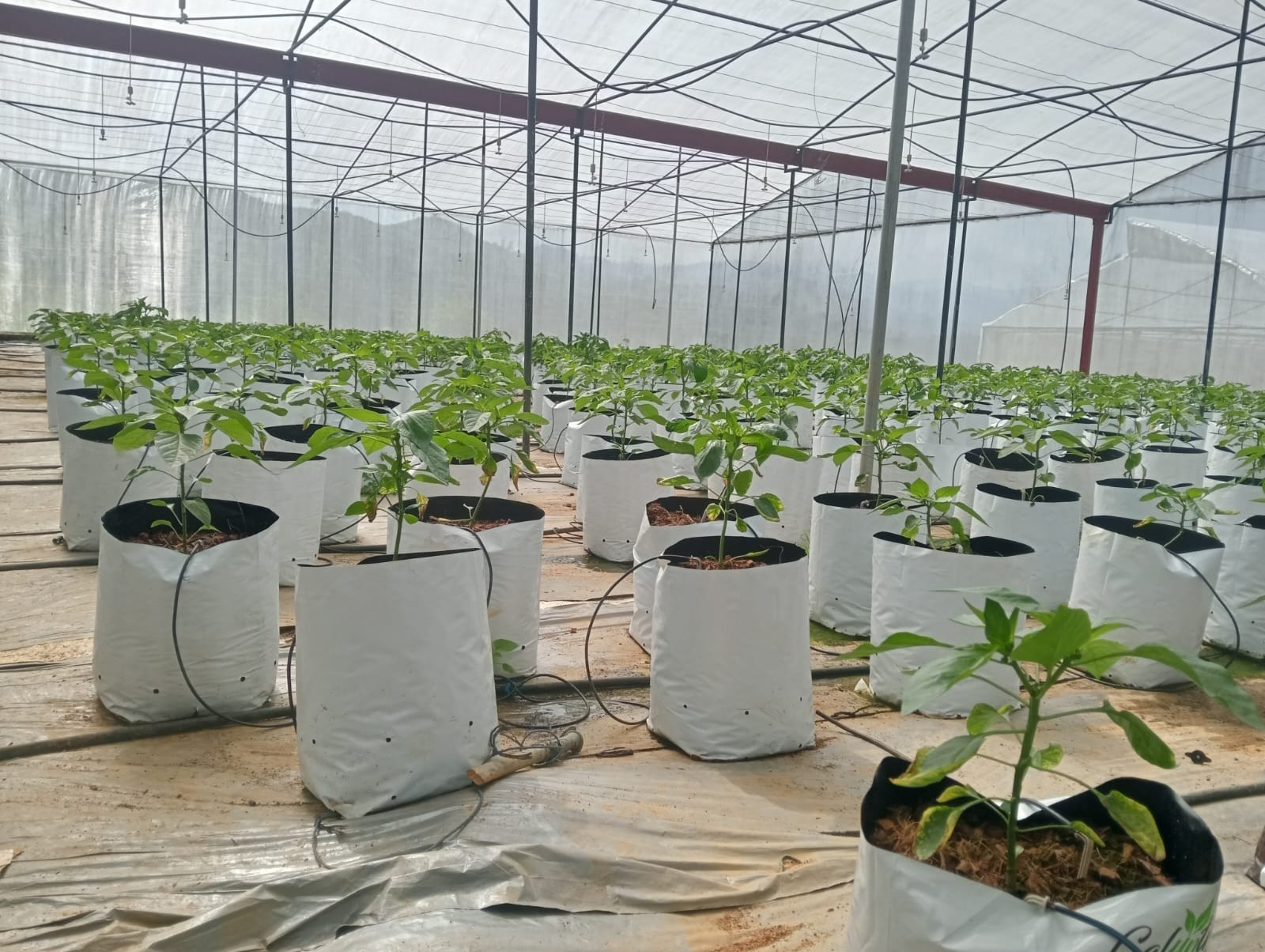 Farmax greenhouse and bell pepper photo 79