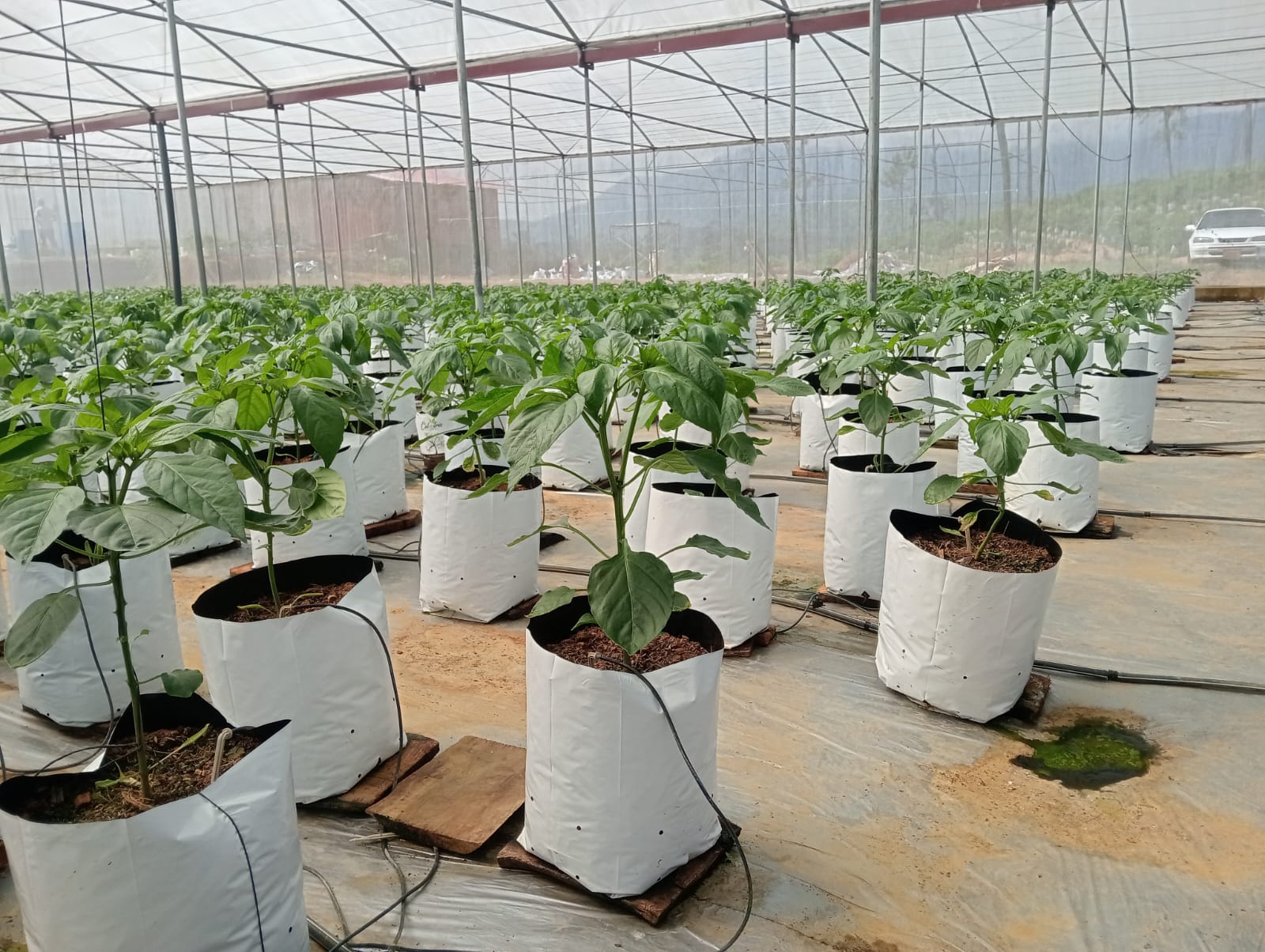 Farmax greenhouse and bell pepper photo 80