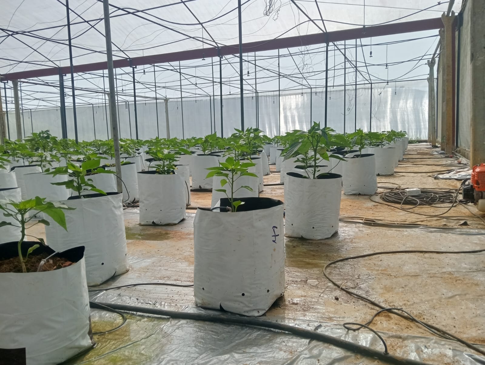 Farmax greenhouse and bell pepper photo 81