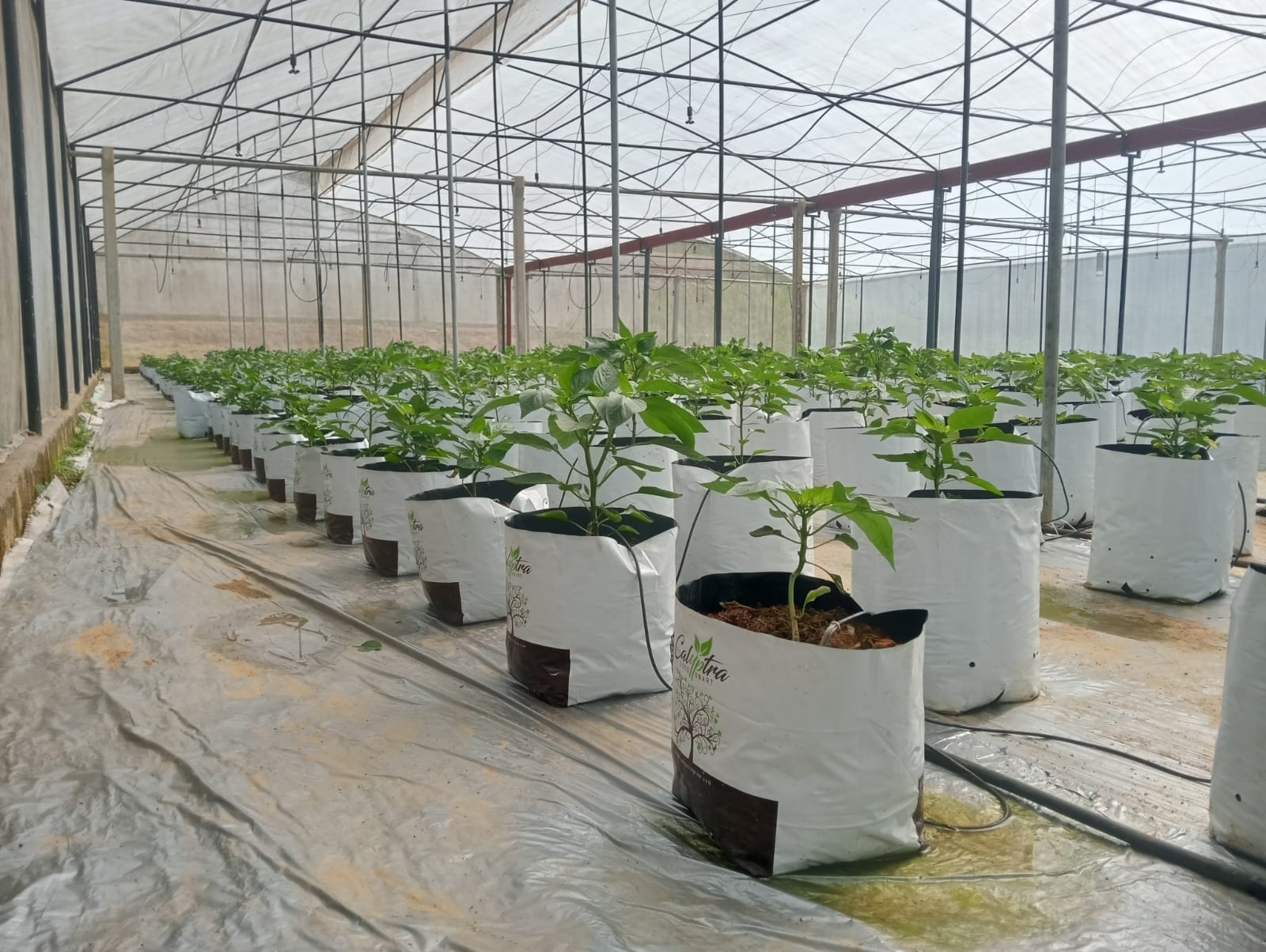 Farmax bell pepper greenhouse