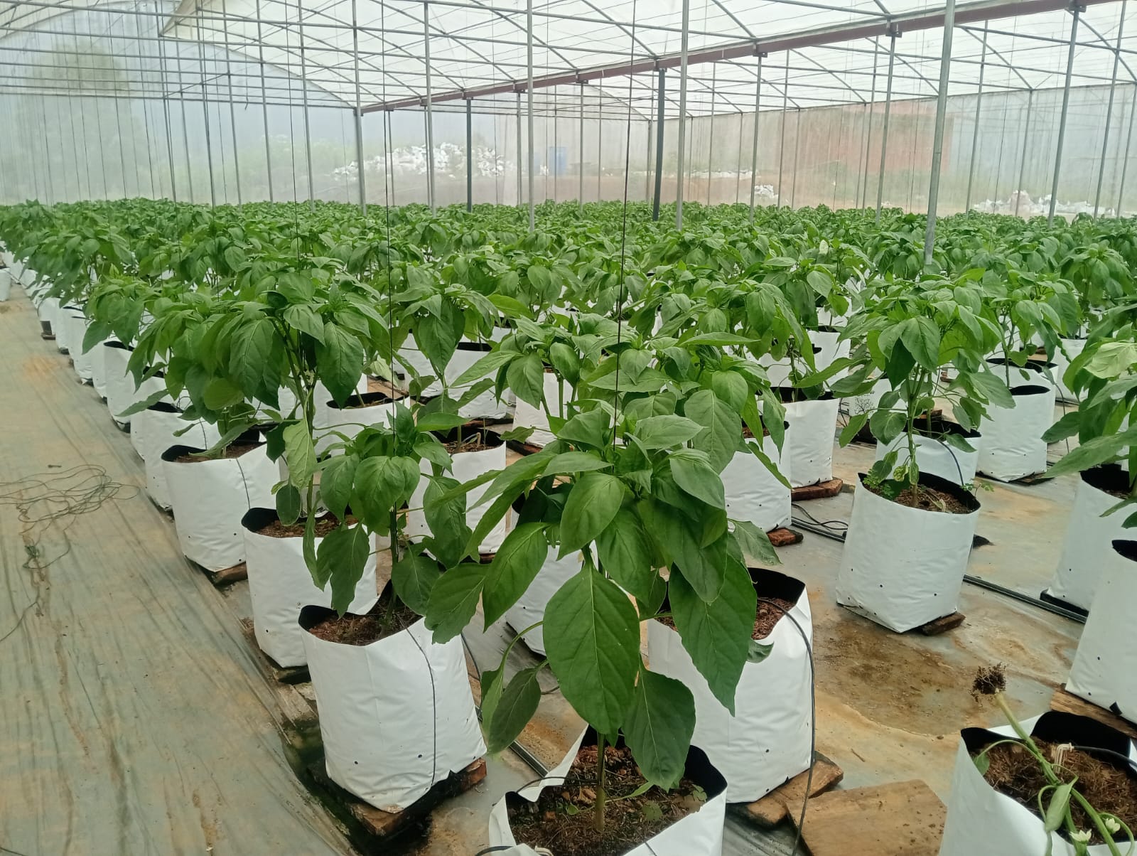 Farmax greenhouse and bell pepper photo 83