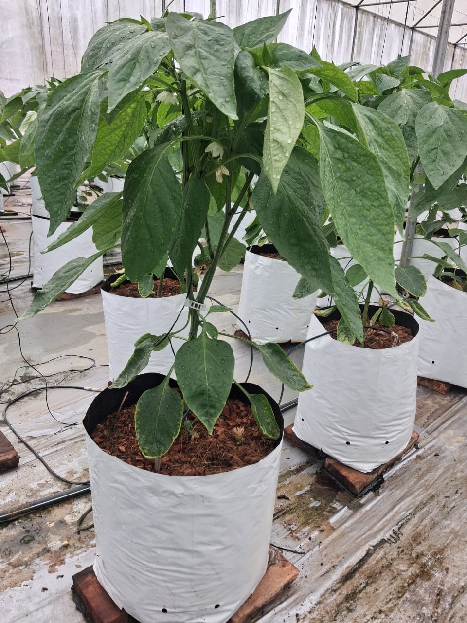 Farmax greenhouse and bell pepper photo 84