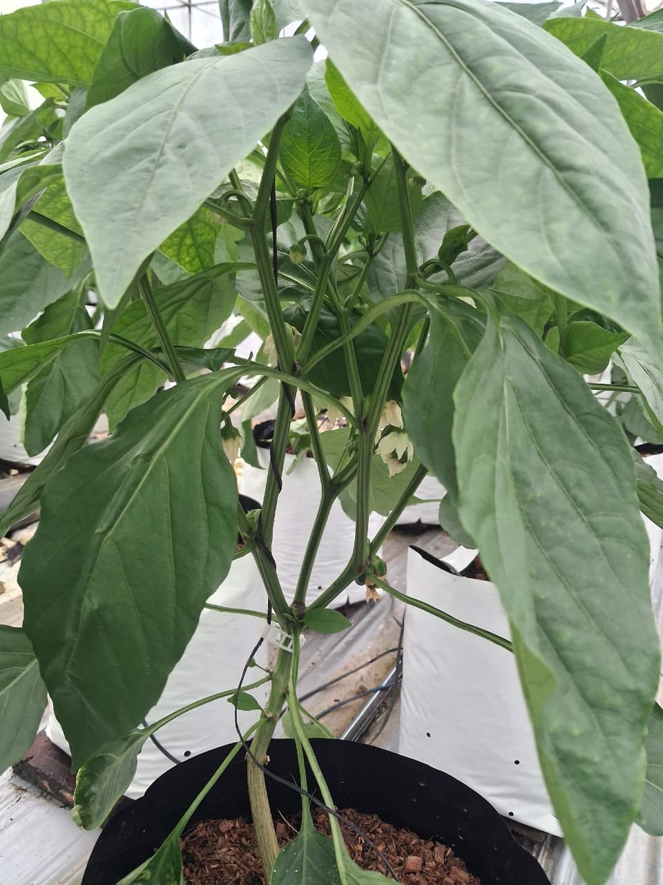 Farmax greenhouse and bell pepper photo 85