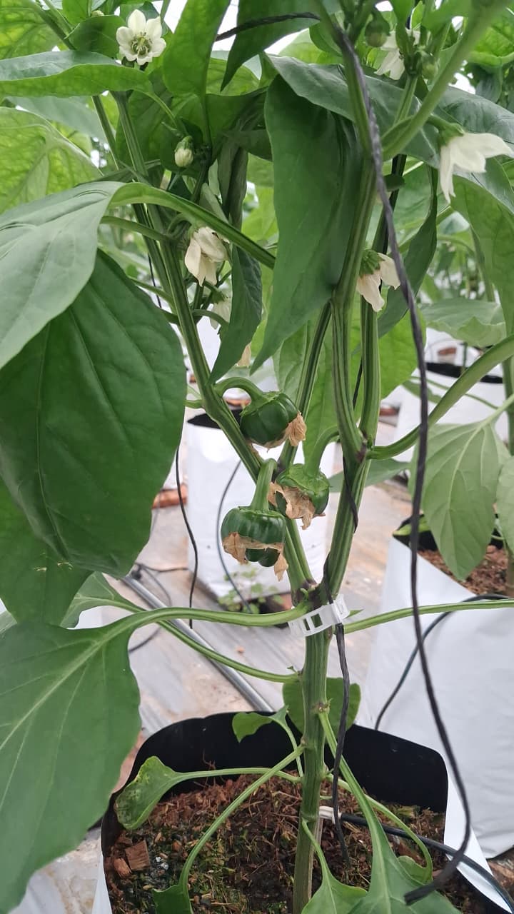 Farmax greenhouse and bell pepper photo 86