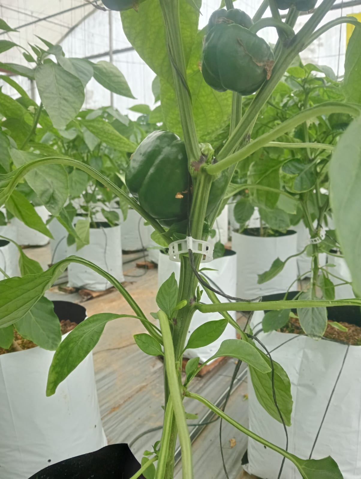 Farmax greenhouse and bell pepper photo 87